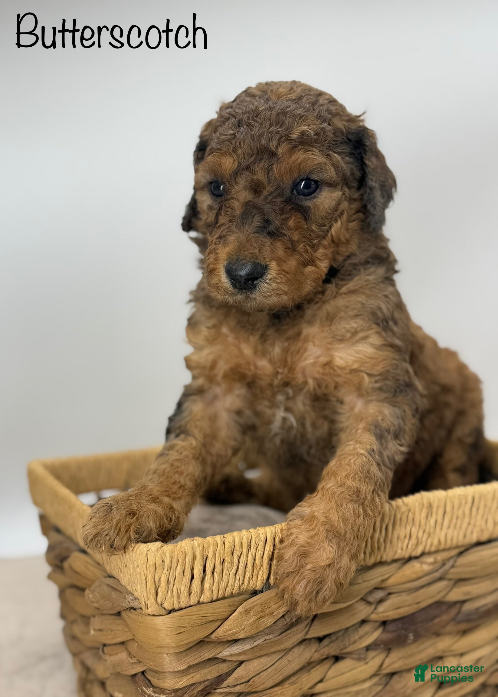 Sheepadoodle dogs Butterscotch - Ad 8