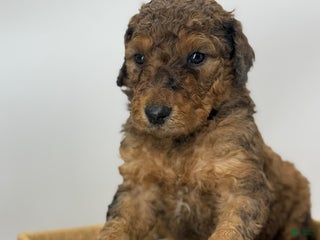 Sheepadoodle dogs Butterscotch - Ad 41