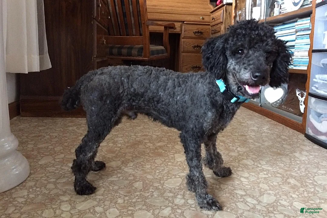 Mini Bernedoodle dogs for sale: Ranger - Ad 9