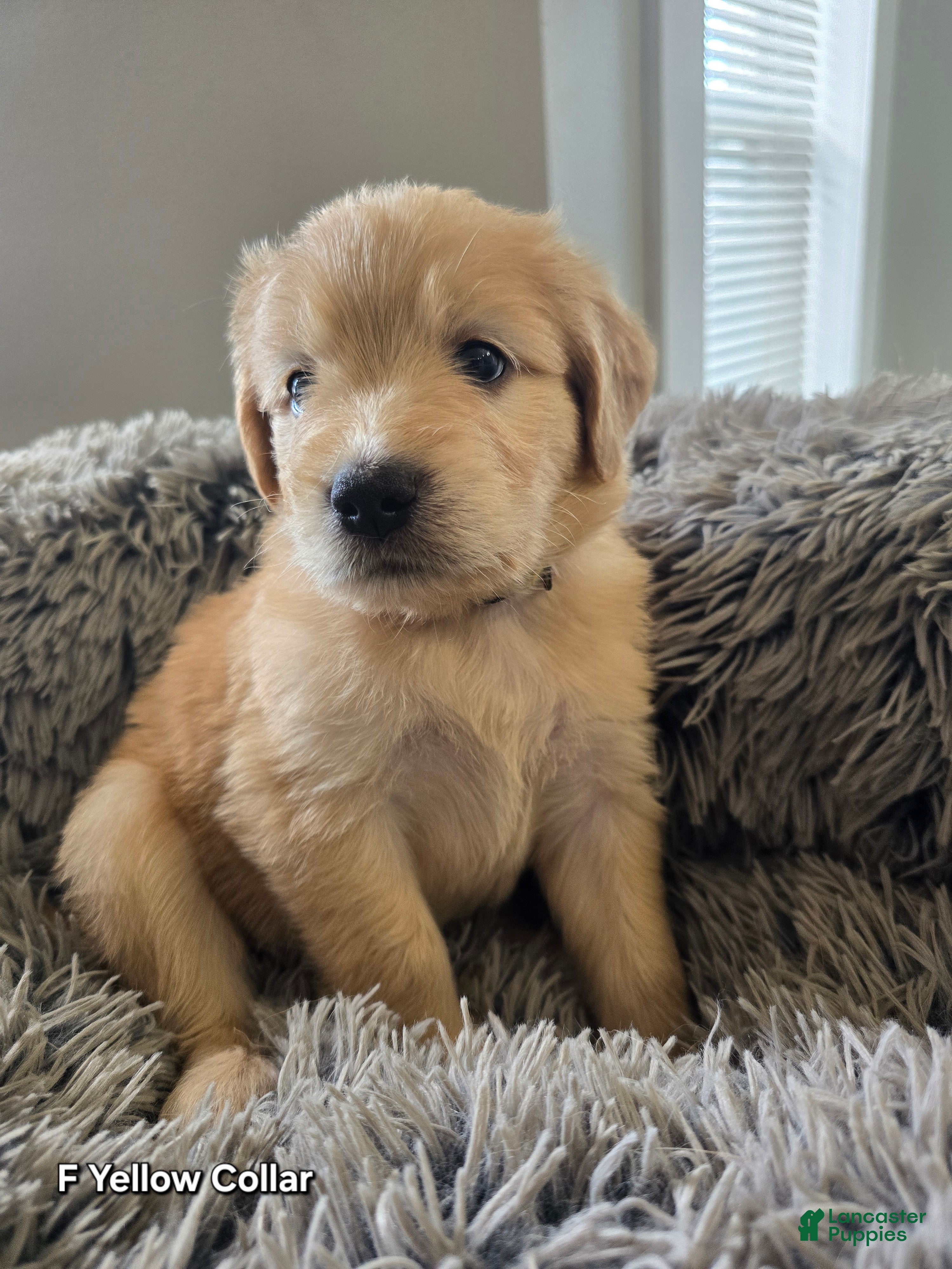 Goldendoodle dogs Goldendoodle Puppy 7 - Ad 29