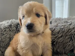 Goldendoodle dogs Goldendoodle Puppy 7 - Ad 22