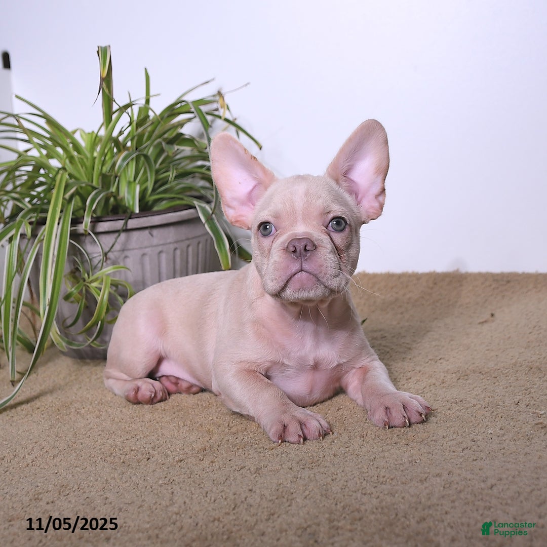 French Bulldog dogs for sale: Peaches - Ad 5