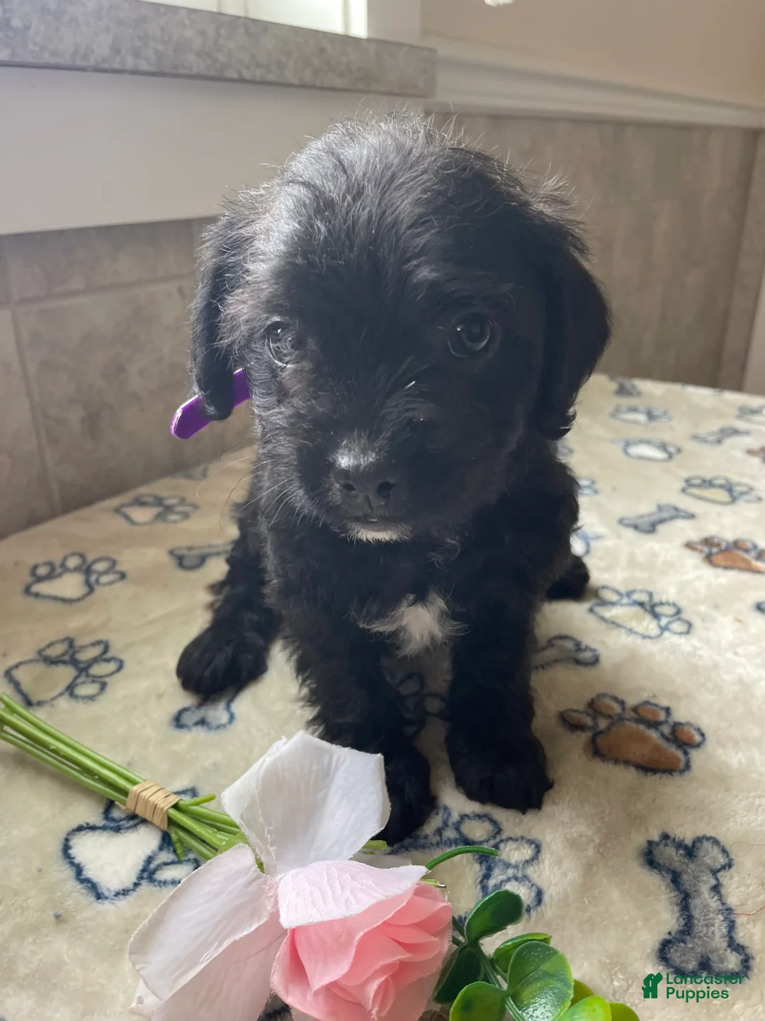 Mixed Breed dogs for sale: Muffin - Ad 4