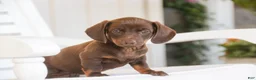 Dachshund dogs for sale: Americano - Ad 6