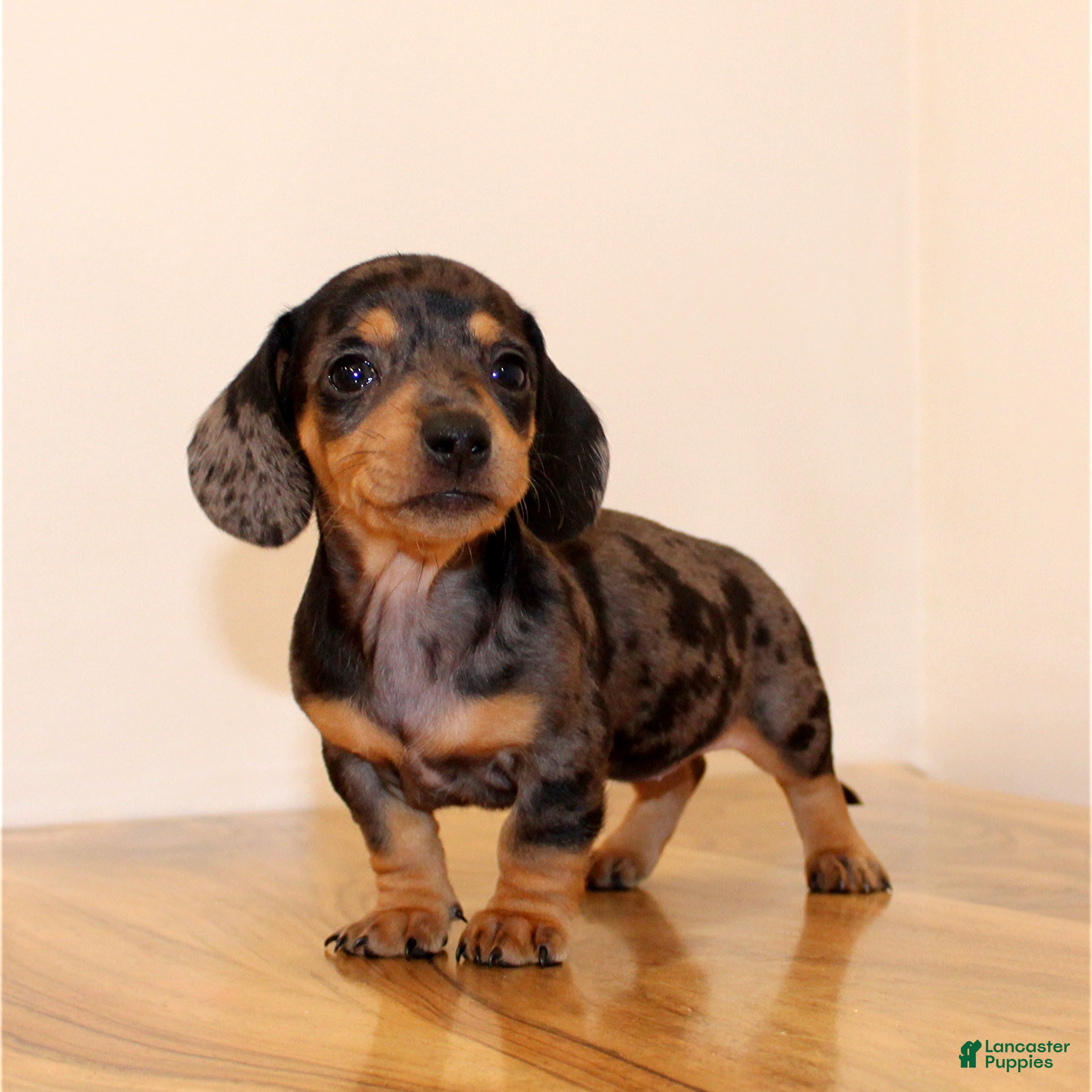 Miniature Dachshund dogs Molly - Ad 34