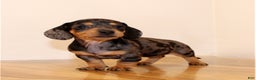 Miniature Dachshund dogs for sale: Molly - Ad 1