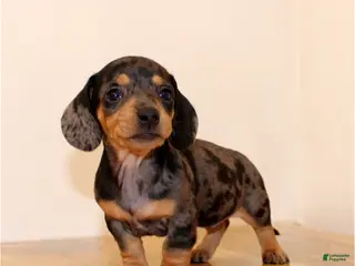 Miniature Dachshund dogs Molly - Ad 5