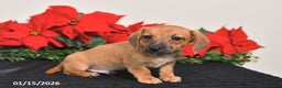 Miniature Dachshund dogs for sale: Jesse - Ad 3
