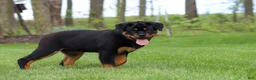 Rottweiler dogs for sale: Angela - Ad 9