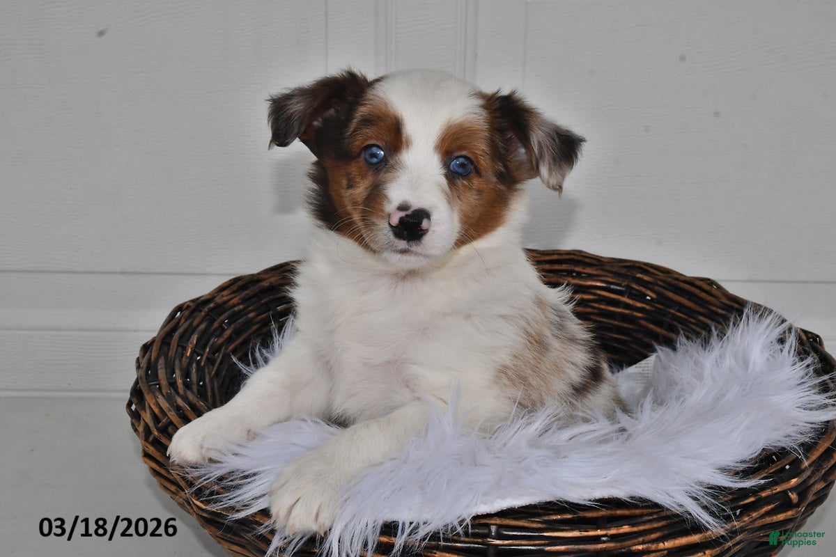 Aussiedoodle dogs Penny - Ad 2