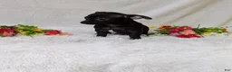 Chihuahua dogs for sale: Batman  - Ad 4