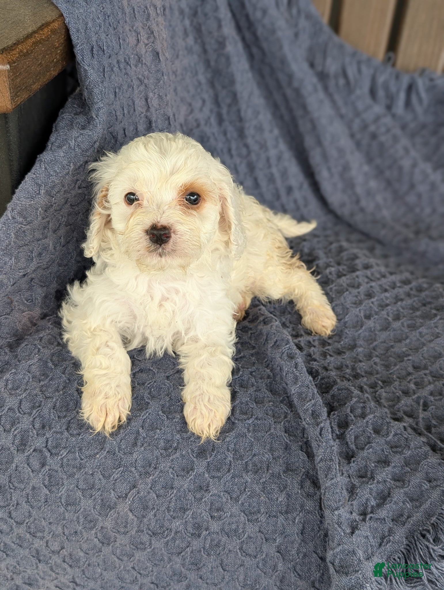Cavapoo dogs Benedict  - Ad 2