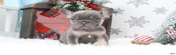 French Bulldog dogs for sale: Alex - Ad 1