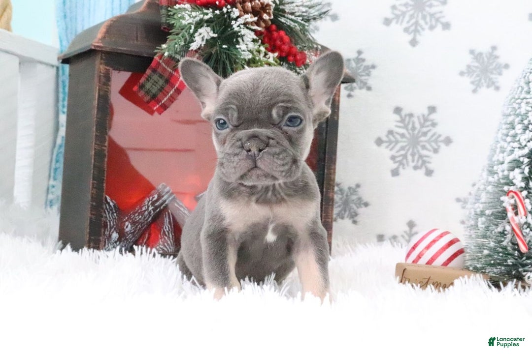 French Bulldog dogs for sale: Alex - Ad 1