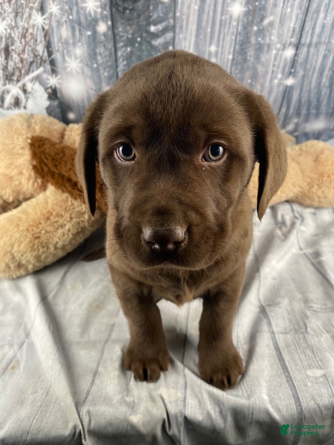 Labrador Retriever dogs for sale: Ava - Ad 14