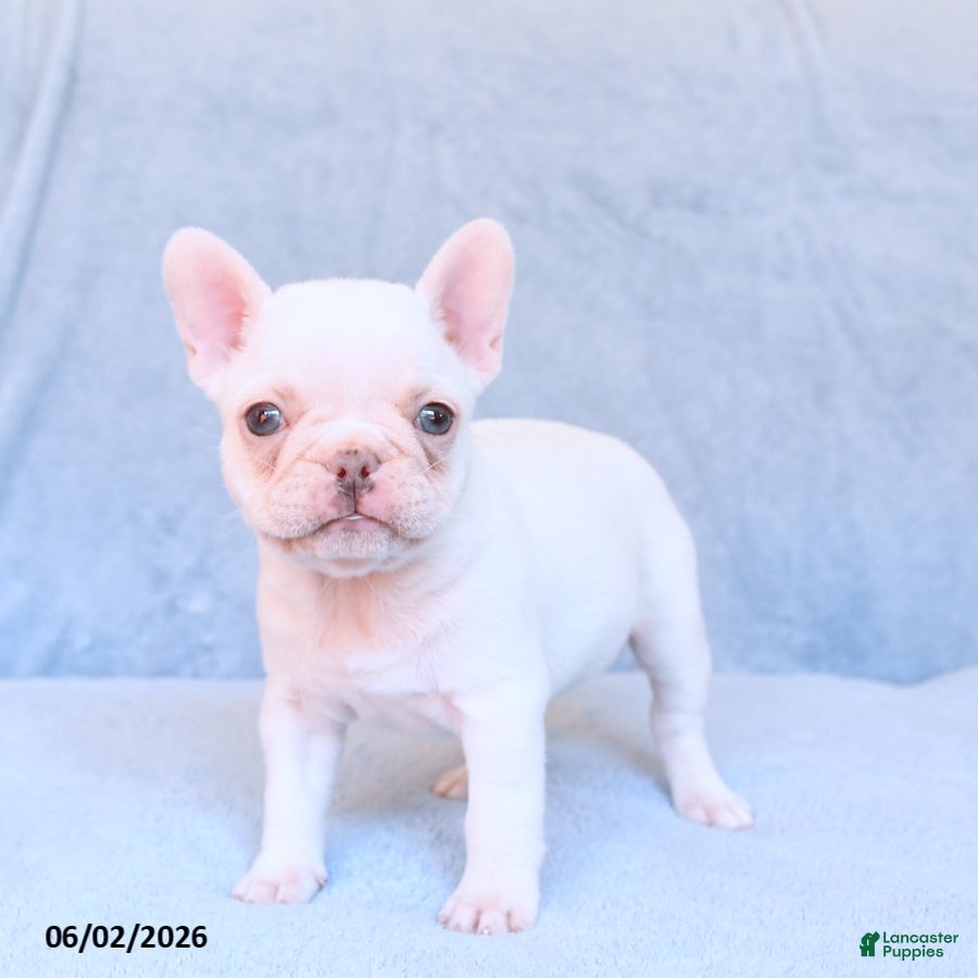 French Bulldog dogs Marbel - Ad 2