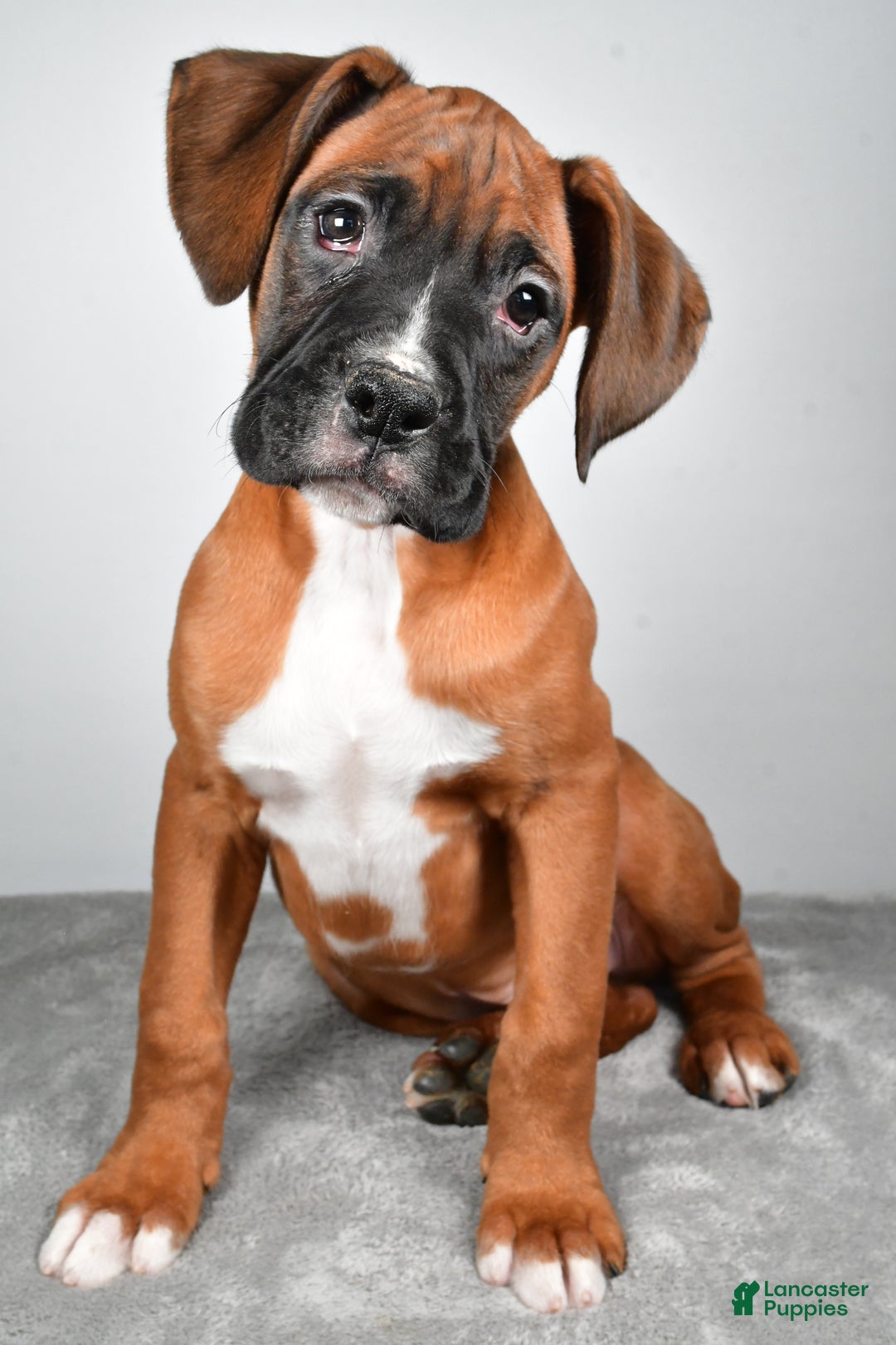Boxer dogs for sale: Adam - Ad 7