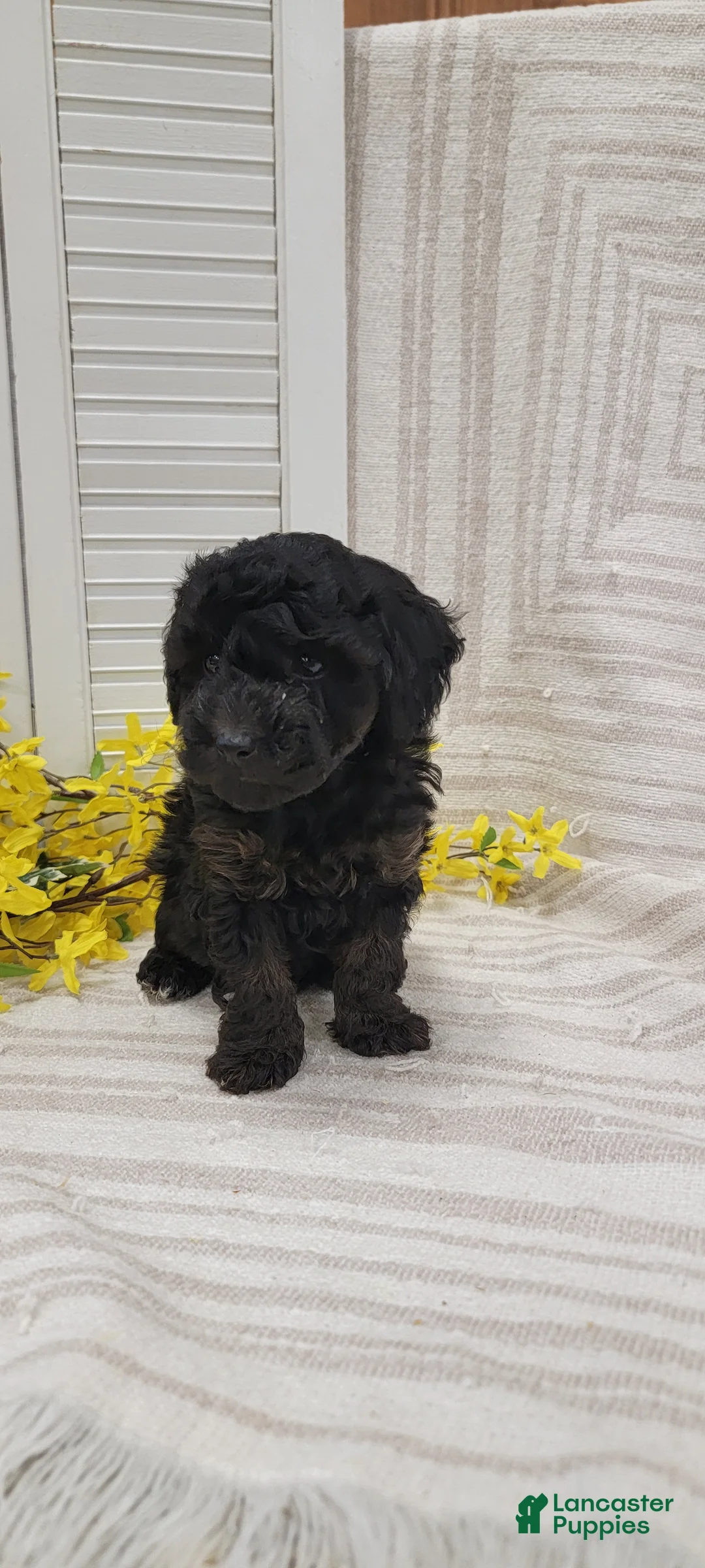 Toy Poodle dogs for sale: Missy - Ad 2