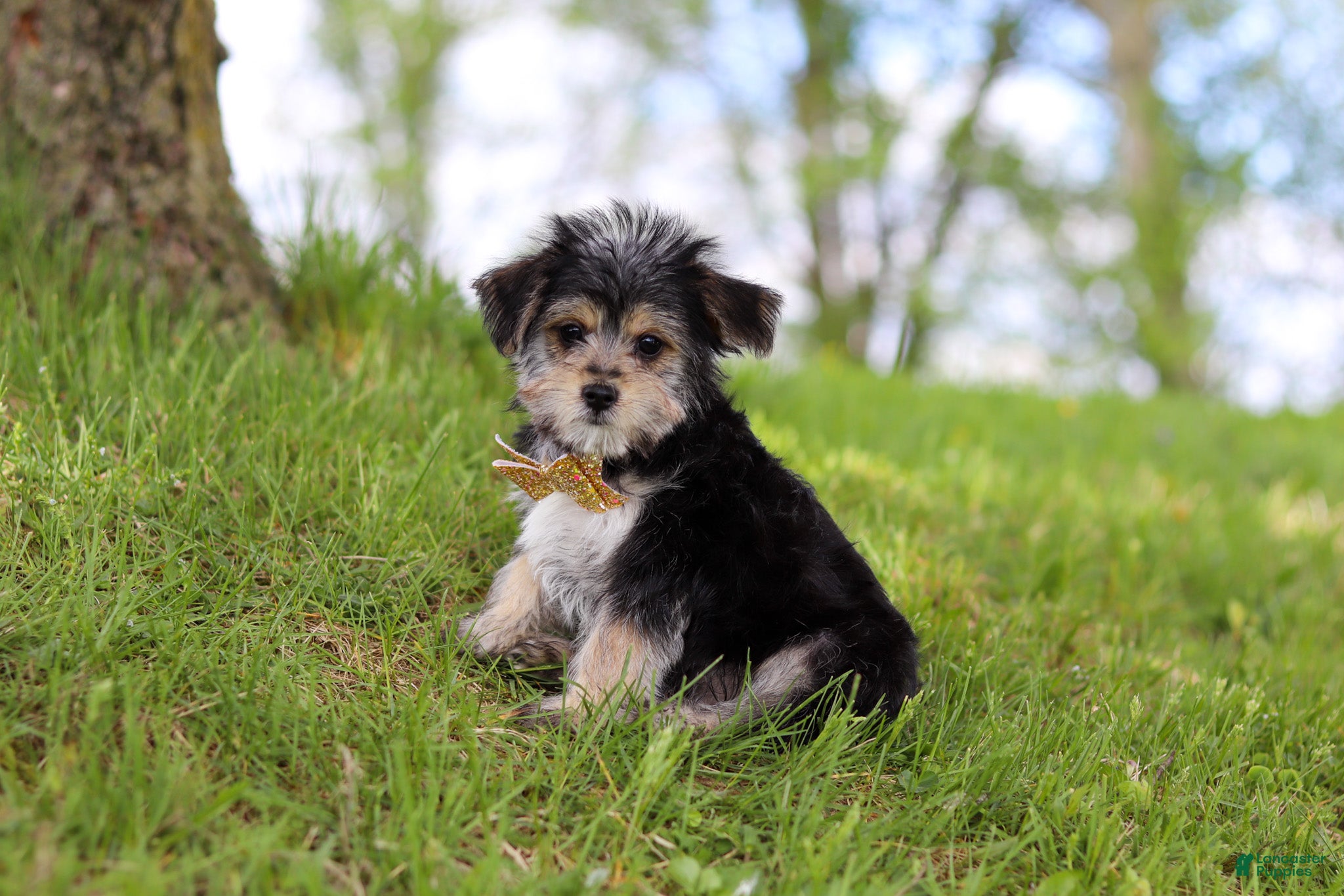 Morkie dogs Kobe - Ad 1