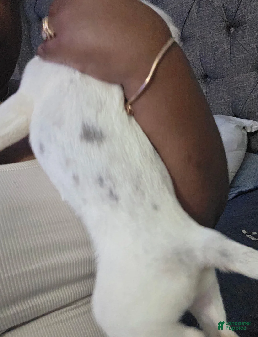 Mixed Breed dogs for sale: Winter - Ad 2