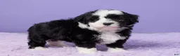 Mini Sheepadoodle dogs for sale: Sarge - Ad 4