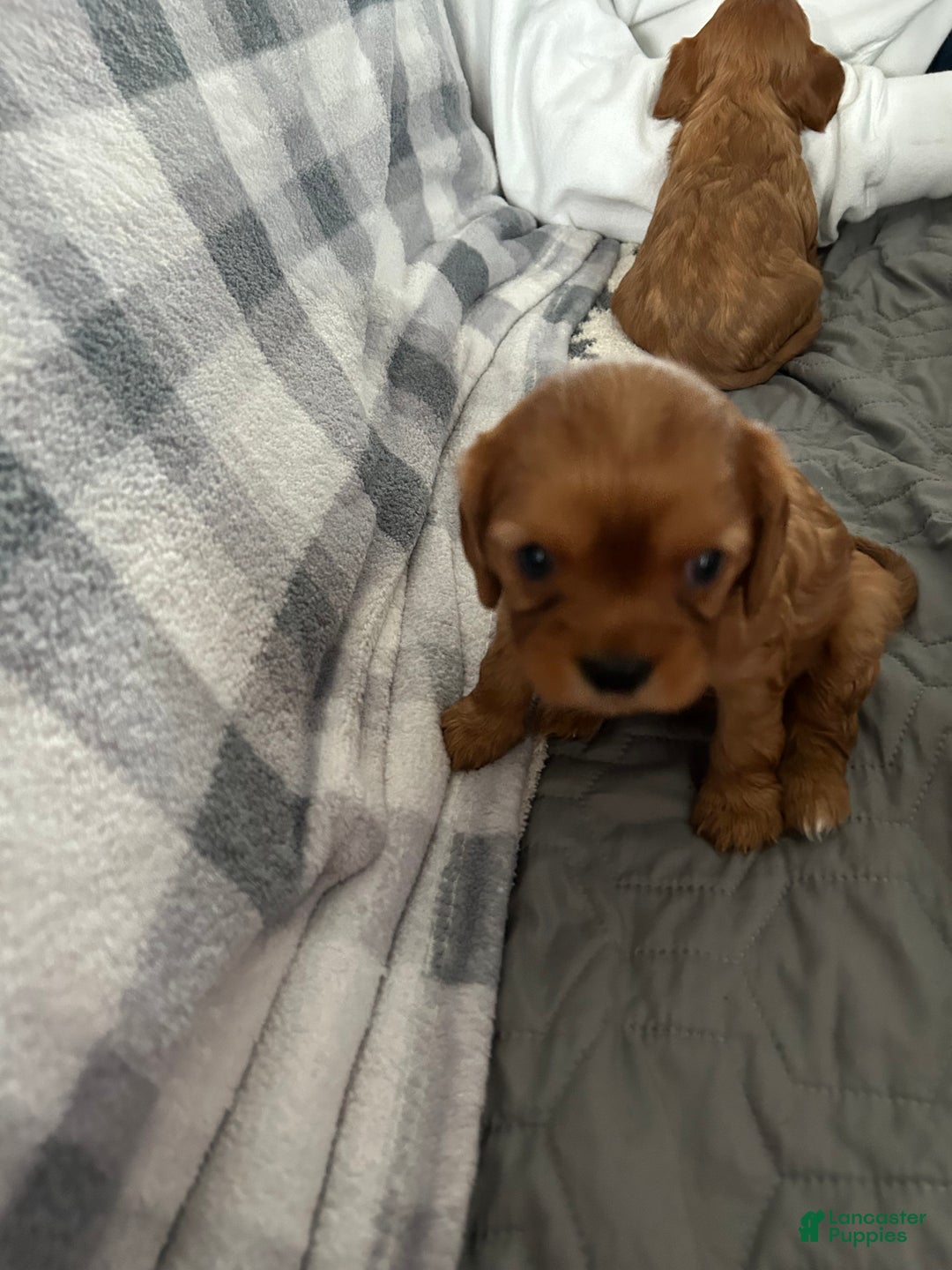 Cavalier King Charles Spaniel dogs for sale: Cinnamon  - Ad 3