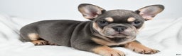 French Bulldog dogs for sale:  Jolly - Ad 4