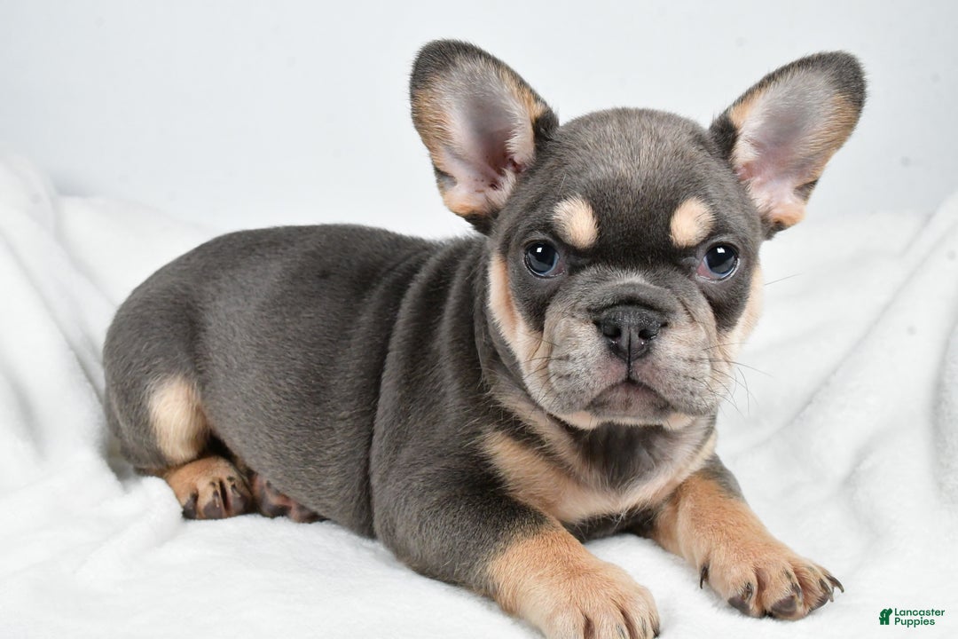 French Bulldog dogs for sale:  Jolly - Ad 4