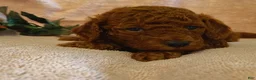Mini Goldendoodle dogs for sale: Sandy - Ad 6