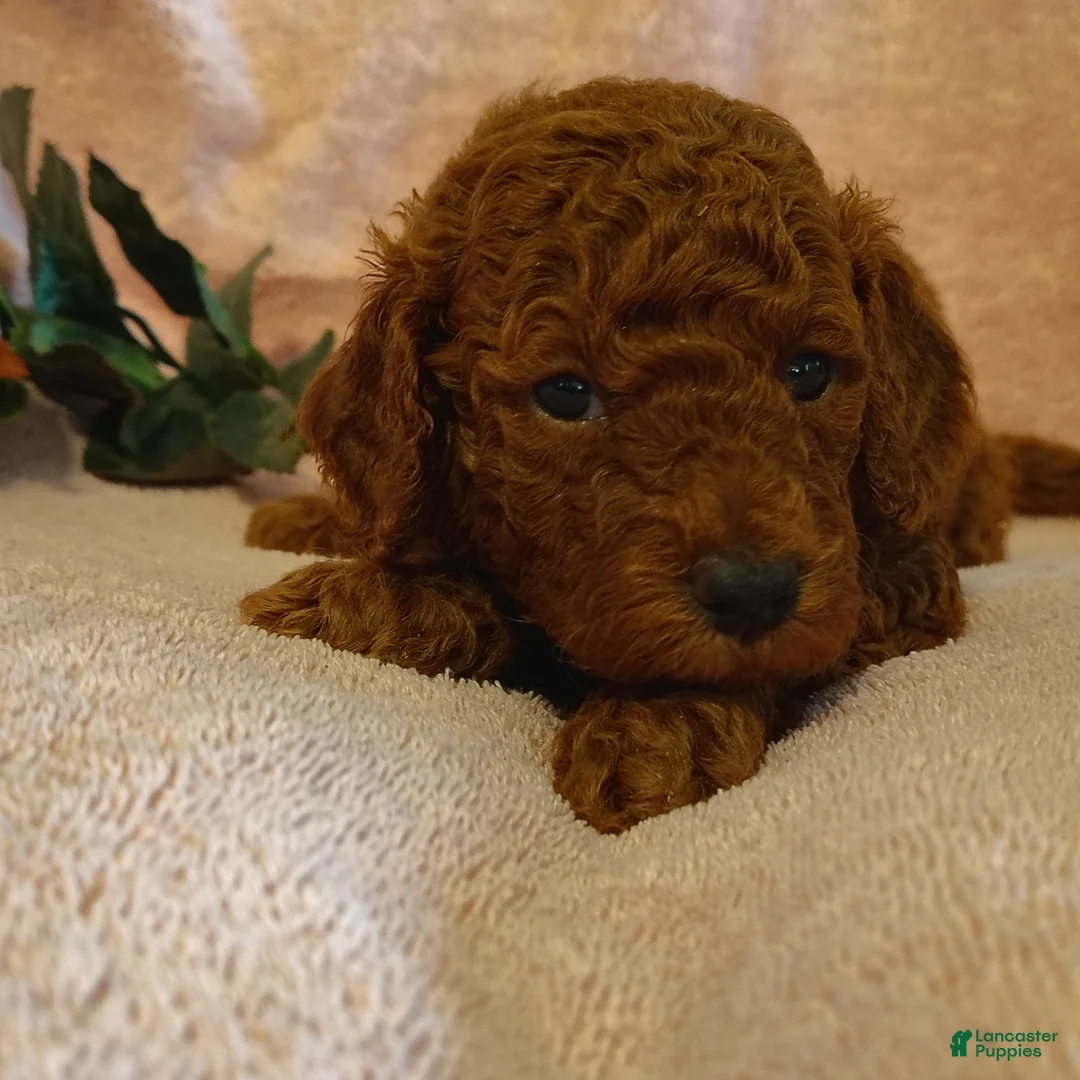 Mini Goldendoodle dogs for sale: Sandy - Ad 6