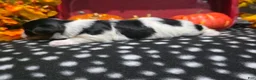 Biewer Terrier dogs for sale: Charlie - Ad 3