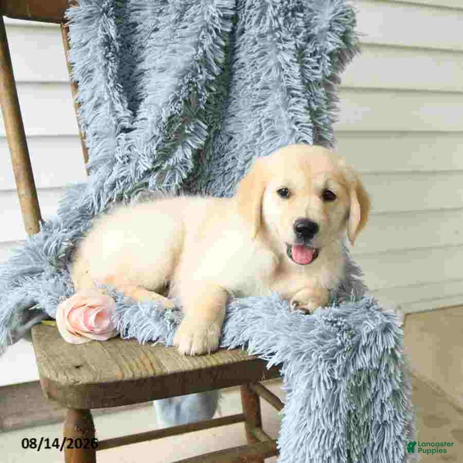 Golden Retriever dogs Bailey - Ad 2