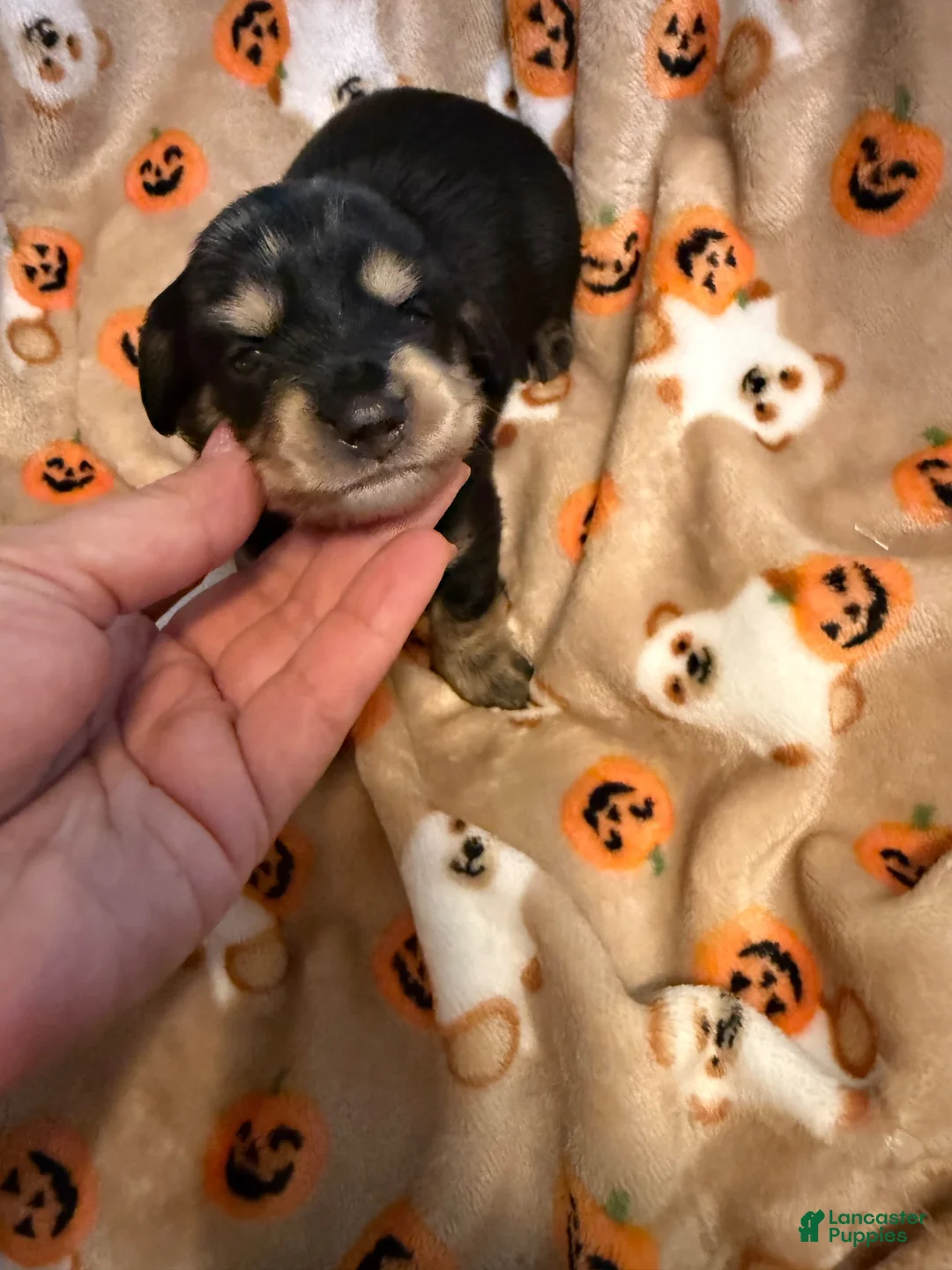 Miniature Dachshund dogs for sale: Black and tan LH female  - Ad 1