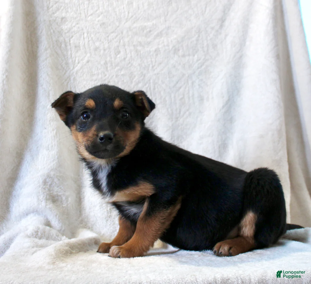 Mixed Breed dogs for sale: Sally - Ad 4