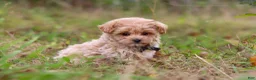 Maltipoo dogs for sale: Nash - Ad 3