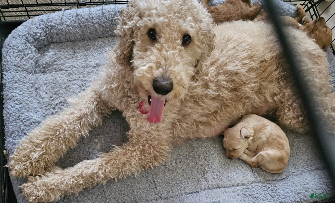 Mixed Breed dogs for sale: Reba - Ad 2