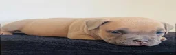 American Bully dogs for sale: Sina - Ad 4