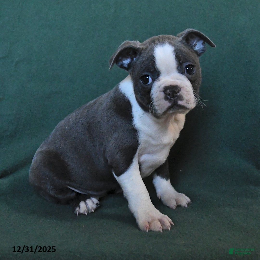 Boston Terrier dogs for sale: Maggie - Ad 2