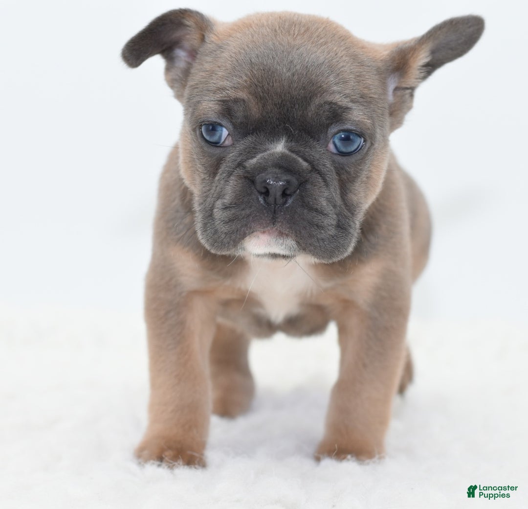 Mixed Breed dogs for sale: Penny blue eyes  - Ad 2