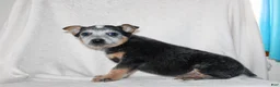 Australian Cattle Dog dogs for sale: Derick - Ad 5