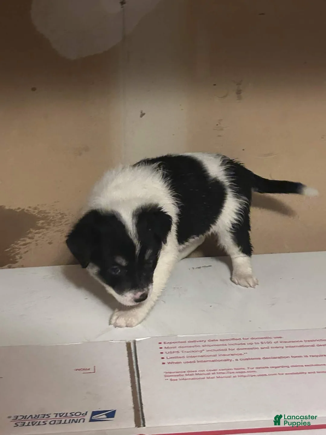 Mixed Breed dogs for sale: Mixed Breed Puppy 5 - Ad 2