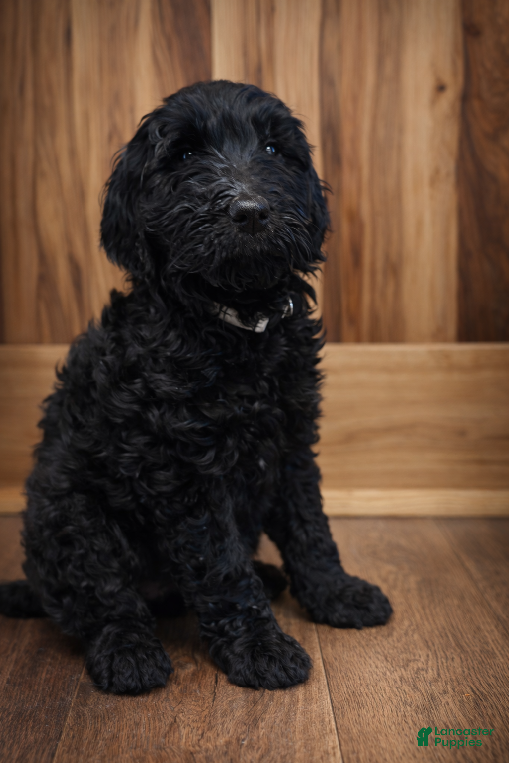 Labradoodle dogs Labradoodle Puppy 8 - Ad 33