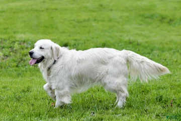 Roscoe