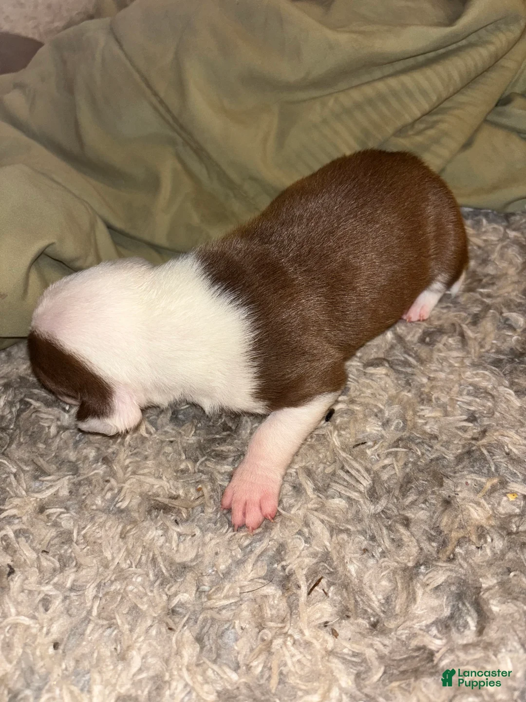 American Bully dogs for sale: Phantom - Ad 2