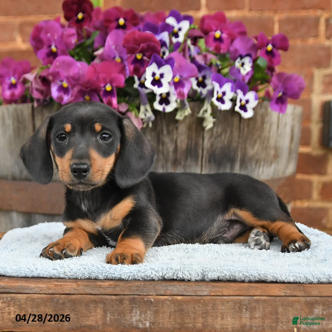 Dachshund dogs for sale: Hunter - Ad 2