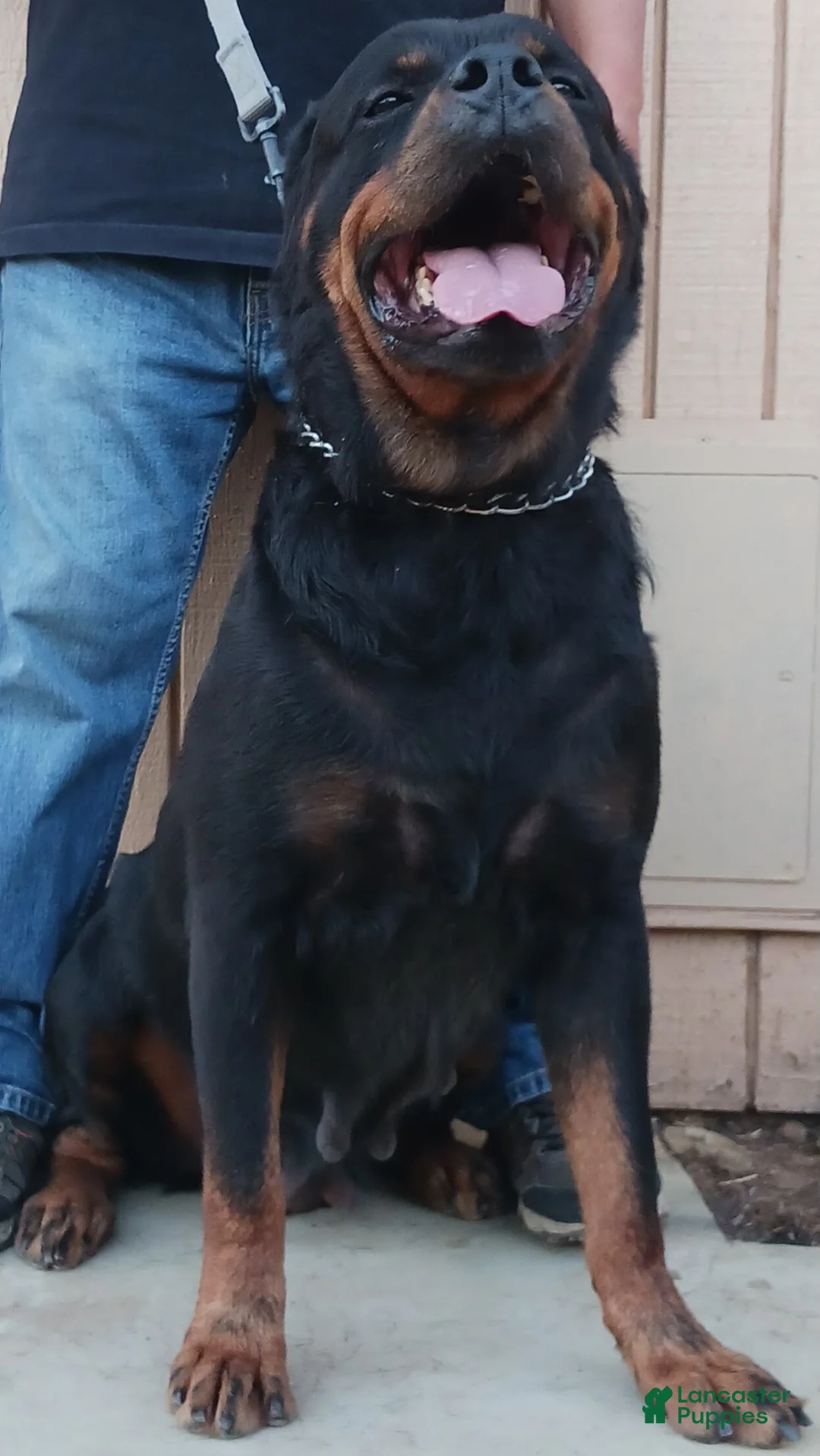 Gallery Image {{count}}