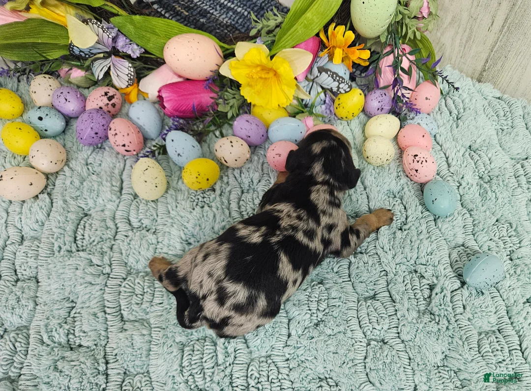 Cavapoo dogs for sale: F1 Forest - Ad 2