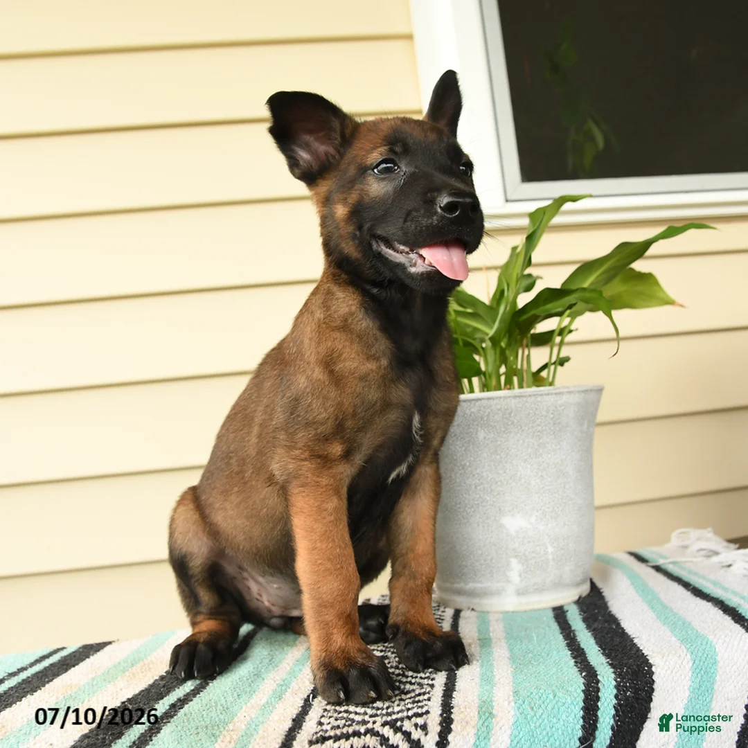 Belgian Malinois dogs for sale: Makena - Ad 1