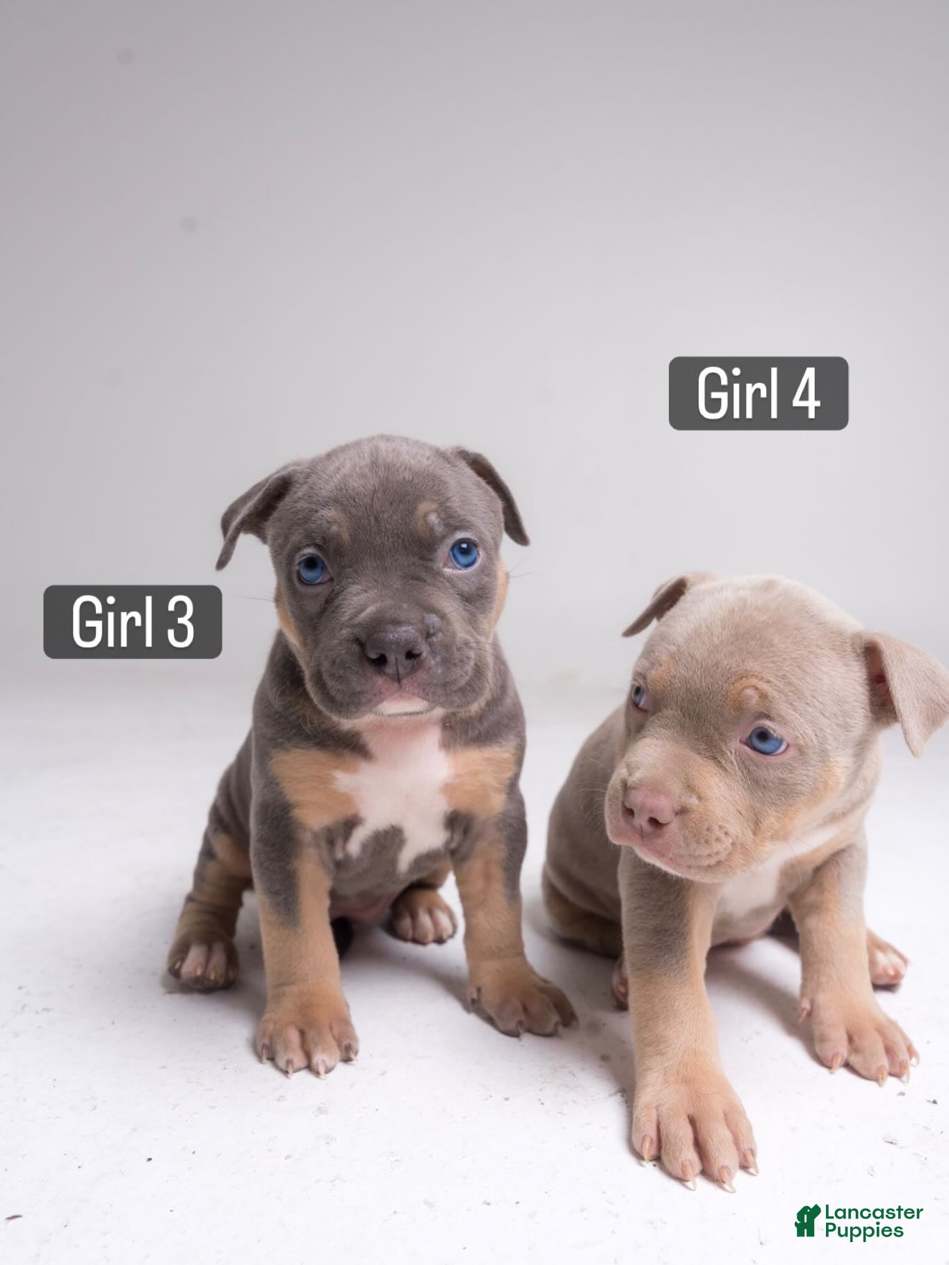 American Bully dogs 🌸🐾 - Ad 34