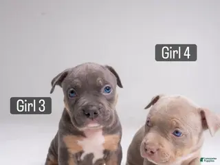 American Bully dogs 🌸🐾 - Ad 30